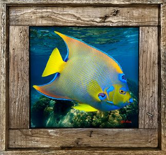 "Queen Angelfish With Coral Head"