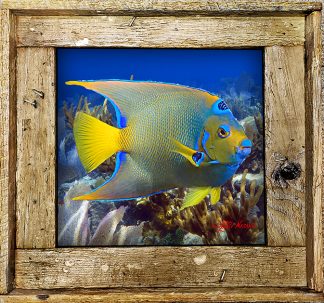 "Queen Angelfish With Gorgonians"