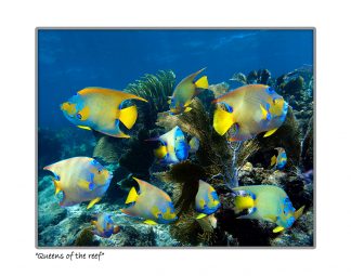 "Queens Of The Reef"