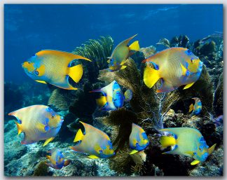 "Queens Of The Reef"