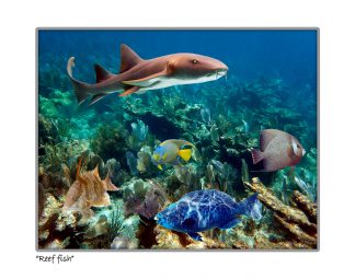"Reef Fish"