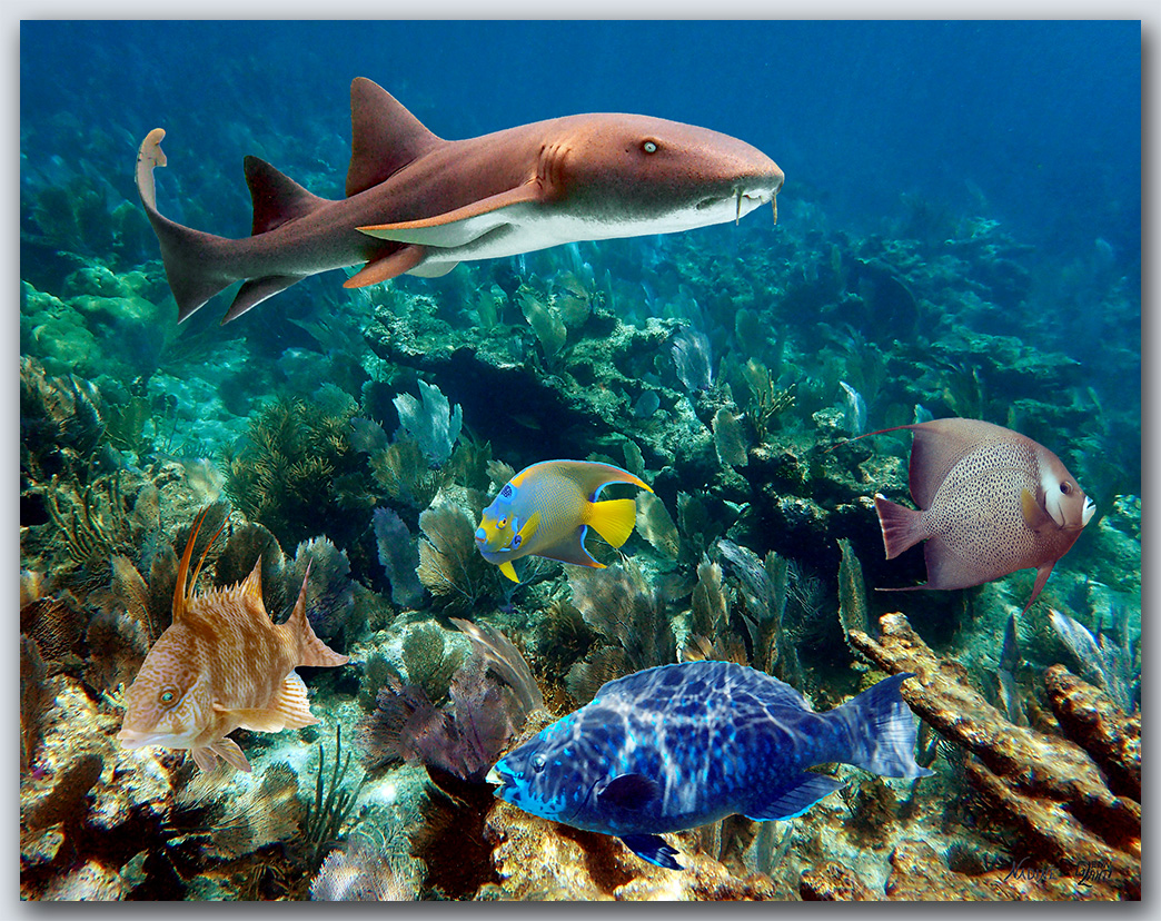 "Reef Fish"
