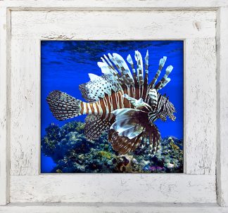 "Reef Lionfish"