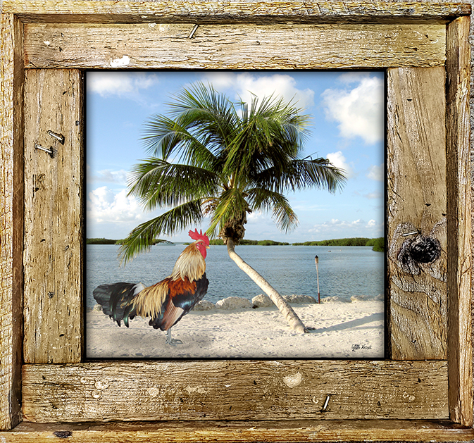 "Rooster At Morada Bay"