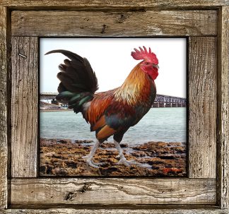 "Rooster By Bahia Honda"