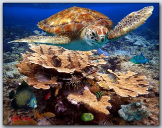 "Shallow Patch Reef"
