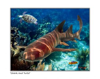 "Shark And A Turtle"
