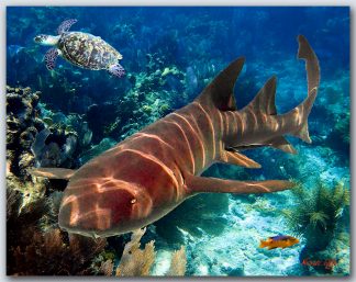 "Shark And Turtle"