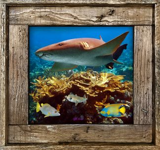 "Shark On The Reef"