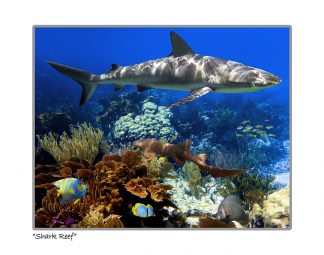 "Shark Reef"