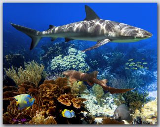 "Shark Reef"