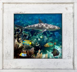 "Shark With Reef"