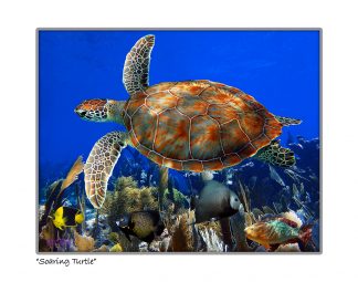 "Soaring Turtles"
