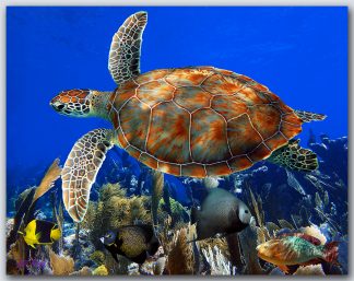 "Soaring Turtle"