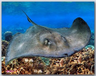 "Southern Stringray With Coral"