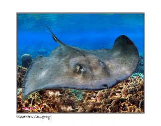"Southern Stingray"