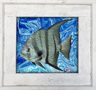 "Spadefish"