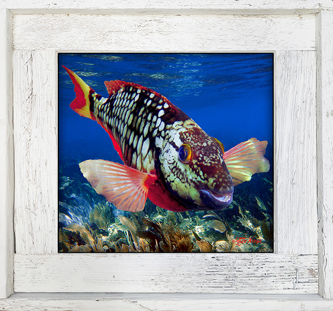 "Spotlight Parrotfish"