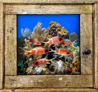"Squirlfish School"