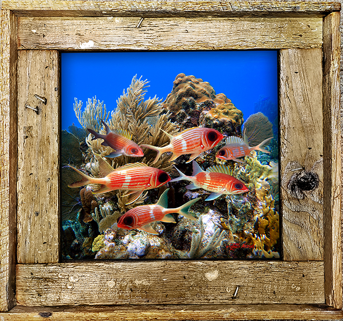 "Squirlfish School"