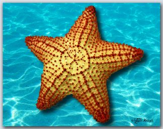 "Starfish"