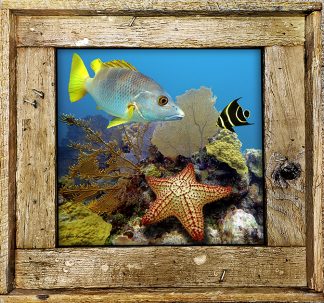 "Starfish On The Reef"