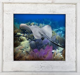 "Stingray With Reef"