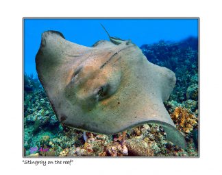 "Stingray On The Reef"