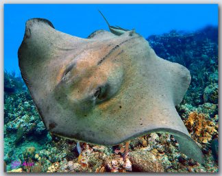 "Stingray On The Reef"