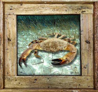"Stone Crab In The Grass"