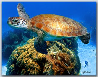 "Swimming Over A Coral Head"