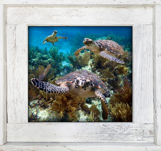 "Three Turtles"