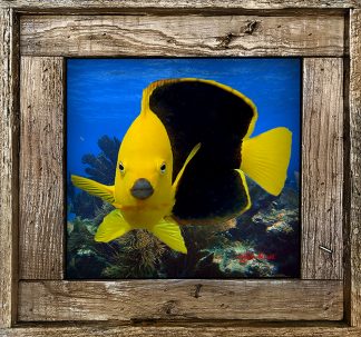 "Rocky Beauty Among The Corals"