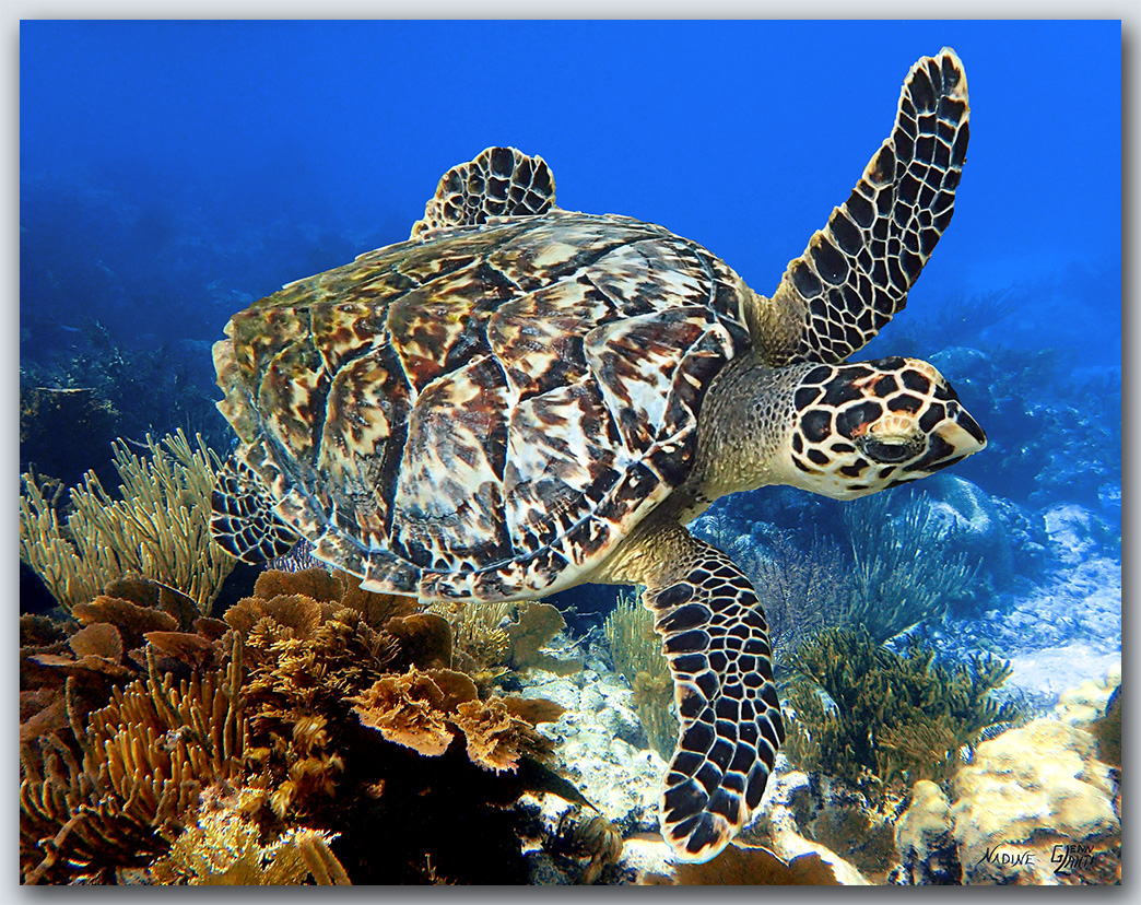 "Turtle #1"