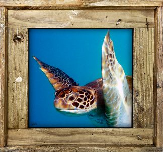 "Turtle 11"