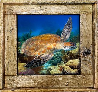 "Turtle 12"