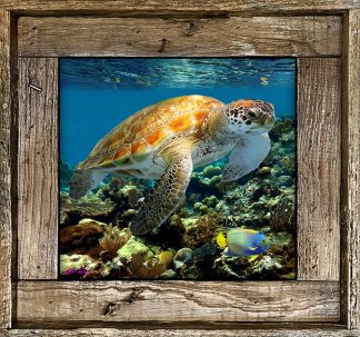"Turtle 13"