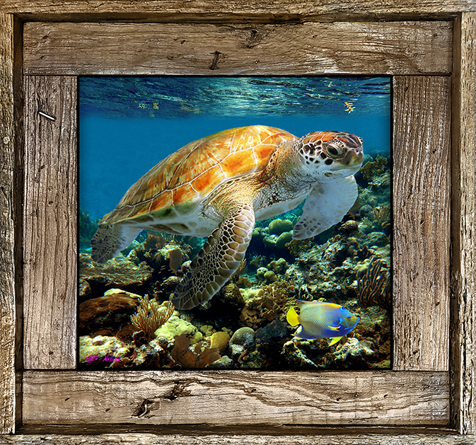 "Turtle 13"