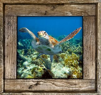 "Turtle #19"