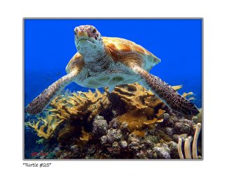 "Turtle #25"