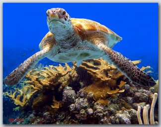 "Turtle #27"