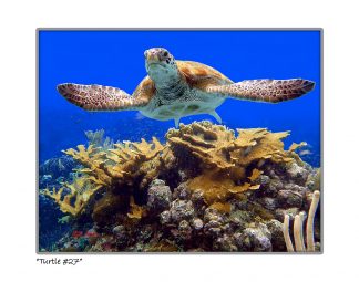 "Turtle #27"