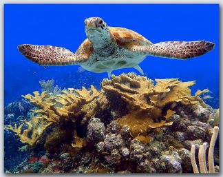 "Turtle #25"