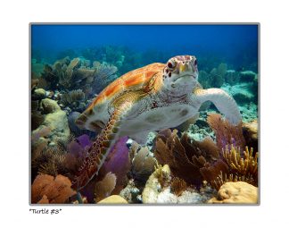 "Turtle #3"