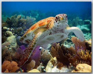 "Turtle #3"