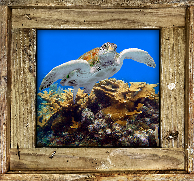 "Turtle #30"