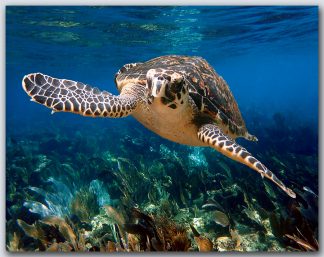 "Turtle #31"