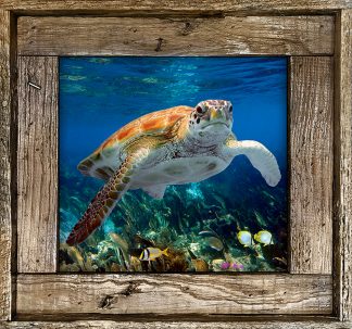 "Turtle #32"