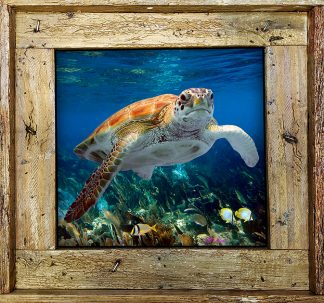 "Turtle 332"