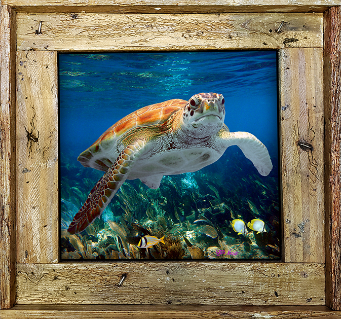 "Turtle 332"